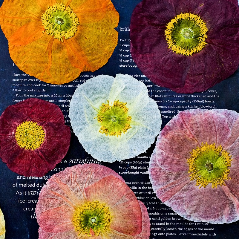 Art And Craft Nature - 1 шт., Натуральные прессованные сухоцветы мака
